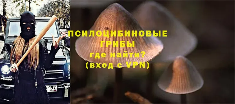 Галлюциногенные грибы Psilocybe  где можно купить   Александровск-Сахалинский 